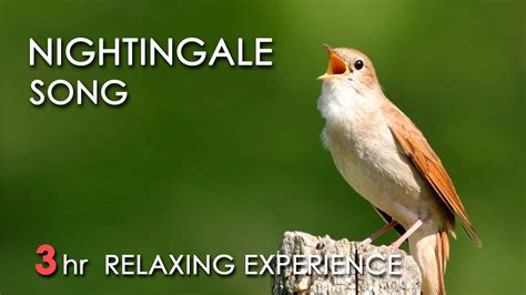 The Cultural Significance of the Whistroll Nightingale: Poetry and Song
